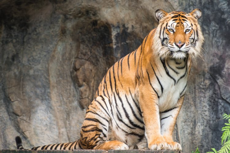 Bengal tiger. Photo: tratong / 123RF