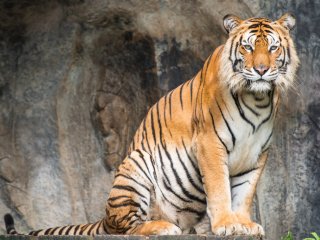 Bengal tiger. Photo: tratong / 123RF