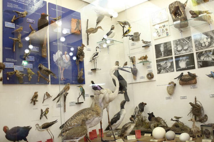 Class Aves at the Timiryazev State Biological MuseumPhoto: Andrey Luft / Scientific Russia