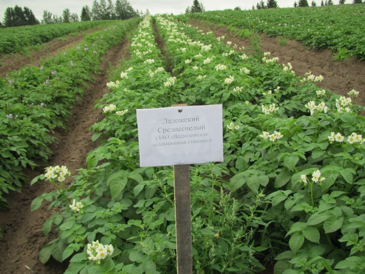 Each year more than 80 thousand pieces of test tube meristem potatoes, more than 500 thousand greenhouse mini tubers are grown in the Arkhangelsk Oblast, and more than 60 thousand are grown in the field test nurseries. More than 3,000 tons of seeds of higher reproductions are produced (for planting on an area of 800-900 hectares). Photo provided by Corresponding Member of the Russian Academy of Sciences O.D. Kononov.