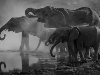 Слоны. Источник: Richard Jacobs / Фотобанк Unsplash