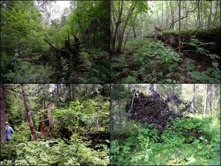 Openings and fallen trees in broadleaved (top) and taiga (bottom) forests.Photo Source: Anthropocene. Points of Reference / Sigma