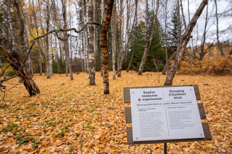 Karelian birch at the Kivach arboretum.