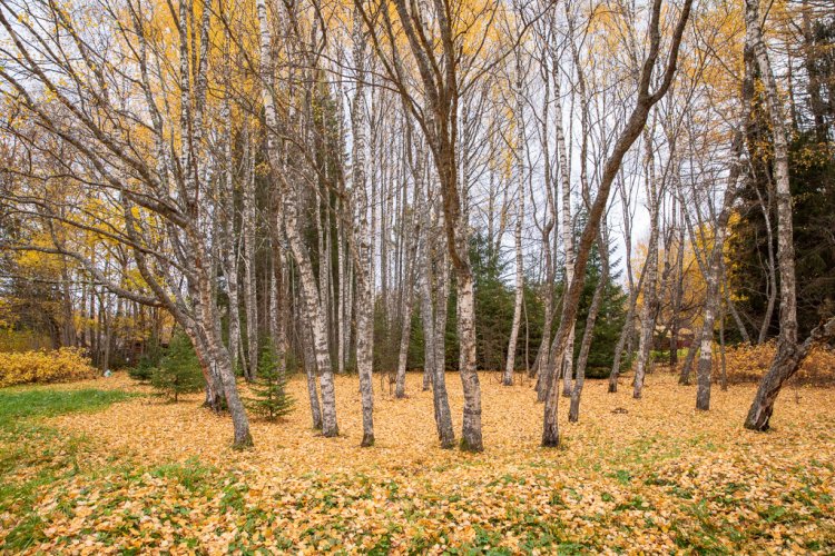 Scientists came up with the idea of reproducing the Karelian birch in 1931 when the Kivach Nature Reserve was established.
