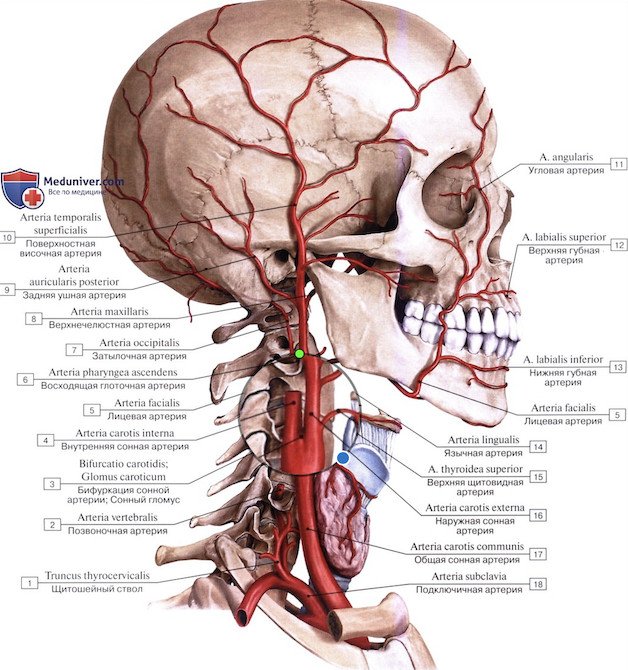 Fig. 3. The carotid artery divides into an internal and an external artery