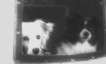 22 июля 1951 года первые собаки отправились в околоземное пространство