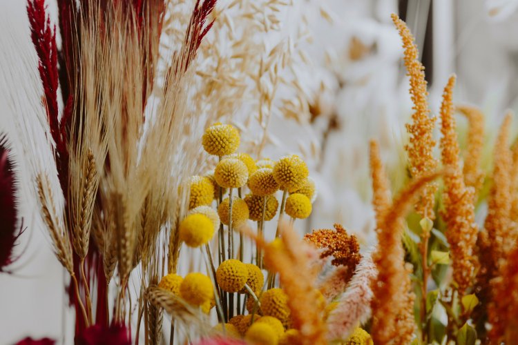 Closeup of various dried yellow flowers. Photo: rawpixel / 123RF