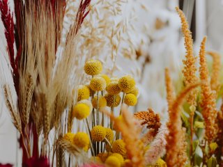 Closeup of various dried yellow flowers. Photo: rawpixel / 123RF