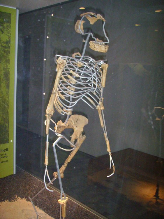 30 ноября 1974 года нашли скелет австралопитека Люси 