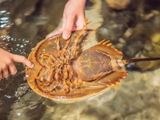 Horseshoe crab. Photo:123RF