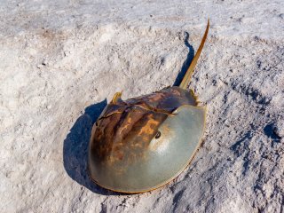 Horseshoe crab. Photo:123RF