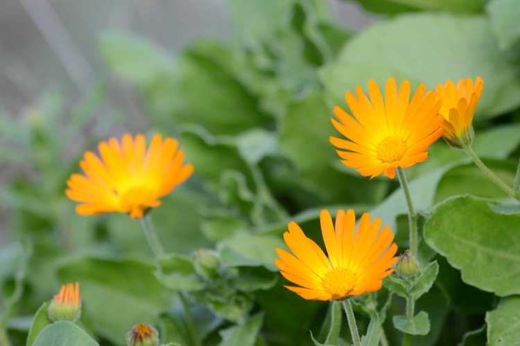 Flowers. Photo: oraziopuccio / 123RF