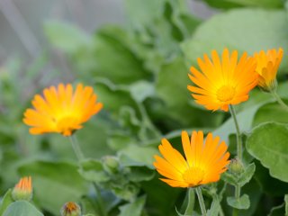 Flowers. Photo: oraziopuccio / 123RF