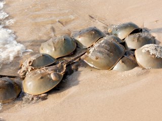 Horseshoe crabs. Photo:123RF