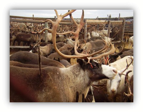 A highly productive breeding herd of reindeer has been created in the Naryan-Mar Agricultural Experimental Station of the N. Laverov Federal Center for Integrated Arctic Research of the Ural Branch of the Russian Academy of Sciences by crossing animals of the Kolguevskaya and Malozemelskaya populations. A system of genetic monitoring of reindeer using DNA technologies in the conditions of the Nenets Autonomous Okrug has been developed and is being implemented. Photo provided by O. D. Kononov.