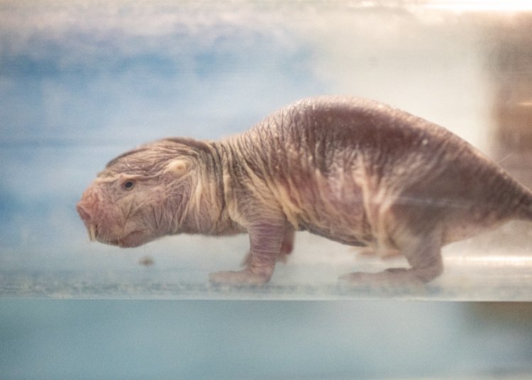 Naked mole rats from the Belozersky Research Institute of Physical and Chemical Biology.Photo: Nikolay Mokhnachev, Scientific Russia