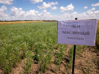 НИИСХ Крыма: Ведём прямой диалог с растениями…