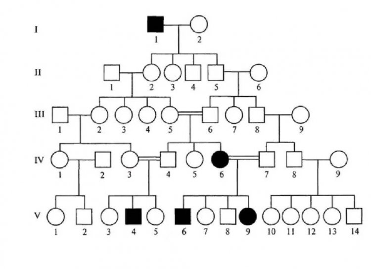 An example of a pedigree chart that can be compiled independently, where a circle is a woman, a square is a man, painted figures are a manifestation of a trait. Illustration source: infourok.ru 