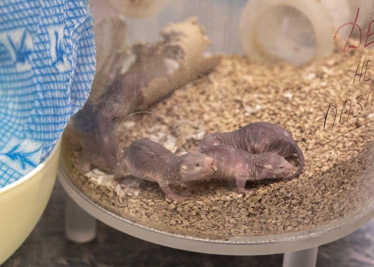 Naked mole rats.Photo: Nikolay Mokhnachev, Scientific Russia