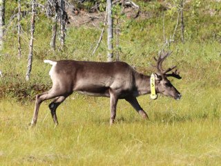 Важенка (самка) лесного северного оленя с GPS-ошейником на территории Калевальского национального парка. 