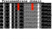 Замены и делеции в генах рецепторов гормона роста и IGF1 ночницы Брандта Seim et al Nature communications 2013