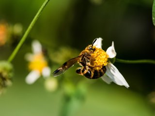 A bee. Photo: rawpixel / 123RF