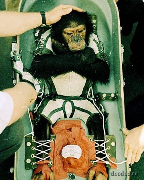 28 мая 1959 года с космодрома на мысе Канаверал запустили космический корабль с двумя обезьянами на борту 
