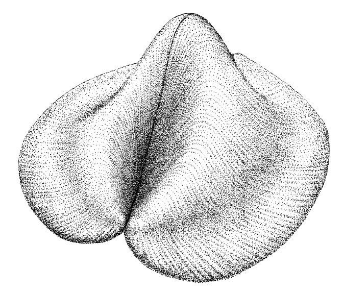 Giant Triassic bivalve Wallowaconcha from North America (drawing by Roxanne Jumer for T. Yancey, G. Stanley, Jr., 1999. Giant Alatoform Bivalves in the Upper Triassic of Western North America).