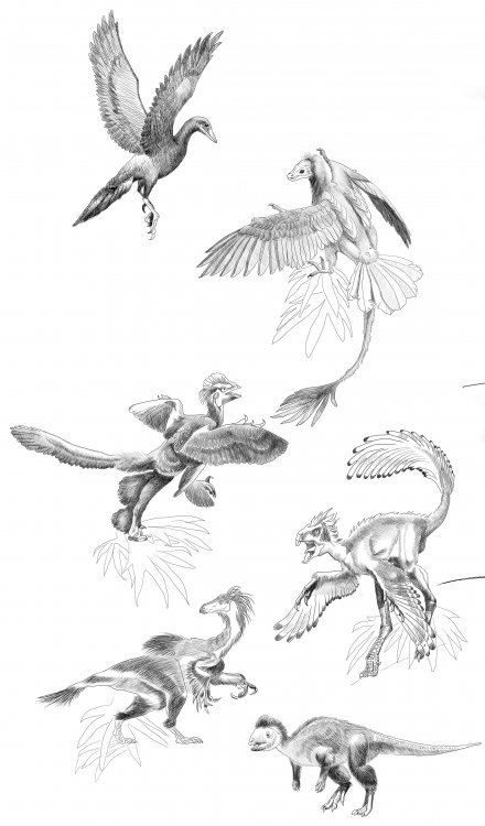 Dinosaurs are going to take off (from bottom to top): Kulindadromeus, Beipiaosaurus, Similicaudipteryx, Anchiornis, Jeholornis, Yanornis (drawing by Alina Konovalenko for A. Zhuravlev, 2016, Flying Giraffes…).