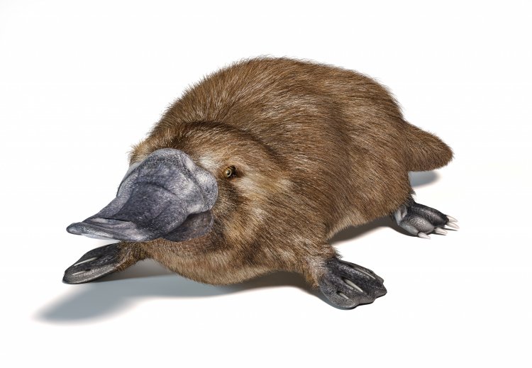 Platypus. Photo source: https://ru.123rf.com