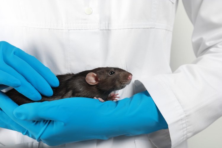 Gray rat. Photo: liudmilachernetska / 123RF