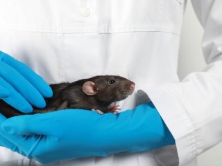 Gray rat. Photo: liudmilachernetska / 123RF