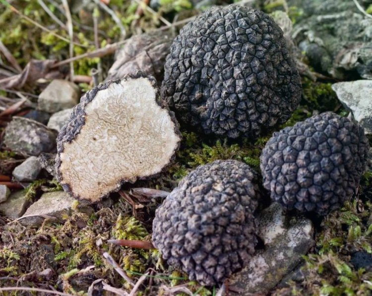 Russian black truffle 