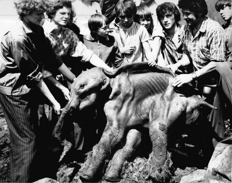 23 июня 1977 года нашли мамонтенка Диму