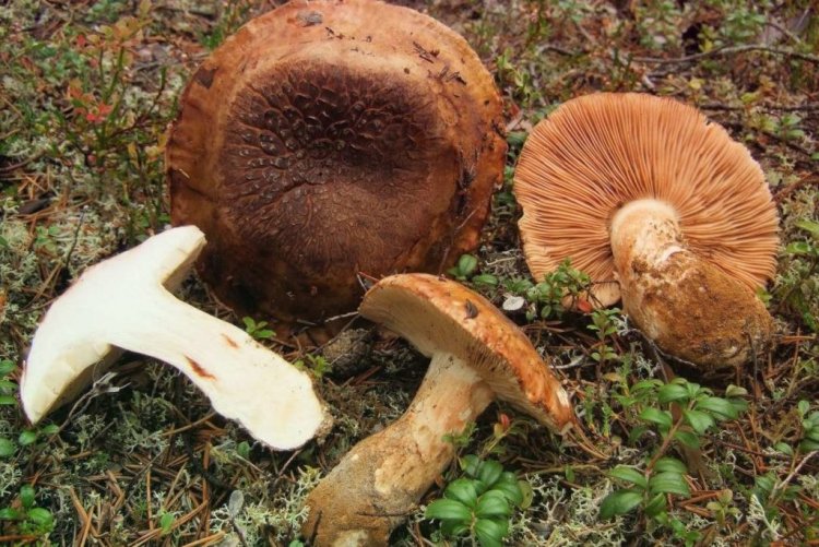 Tricholoma Colossus 