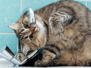 кот пьет воду 