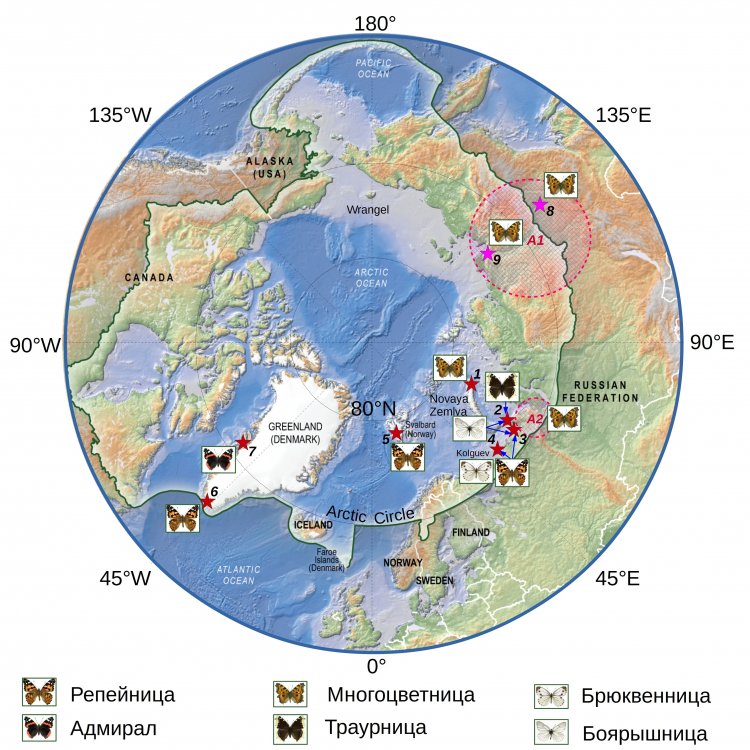 Fig. 1. Finds of migratory butterfly species (shown as pictures) on islands in the High Arctic. Red stars show migratory butterfly discovery locations: 1 – Northern Island, Novaya Zemlya; 2 – Vaygach Island; 3 – Dolgy Island; 4 – Kolguyev Island; 5 – Svalbard; 6 – South Greenland; 7 – Central Greenland. Pink stars show areas of Siberia where an outbreak of mass reproduction of red-black large tortoiseshells was discovered in 2019-2020: 8 – Yakutsk; 9 – Tiksi. Hatched circles show the tentative territories of large-scale expansion of Vanessa polychloros in Eastern Siberia in 2020 (A1) and the Polar Urals region where these butterflies were found frequently since the 1970s (A2). 