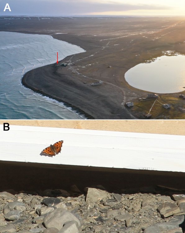 Black-red large tortoiseshell at the northern tip of Novaya Zemlya. The upper picture A shows the general view of the Cape Zhelaniya Research Station at the Russian Arctic National Park where the butterflies were encountered (photo by Stefan Graupner).The station is located near the northern tip of the North Island, in the Arctic desert zone. A low mountain range covered with glaciers and perennial snow can be seen in the background. The lower picture B shows a butterfly that was spotted near the station on August 23, 2020.