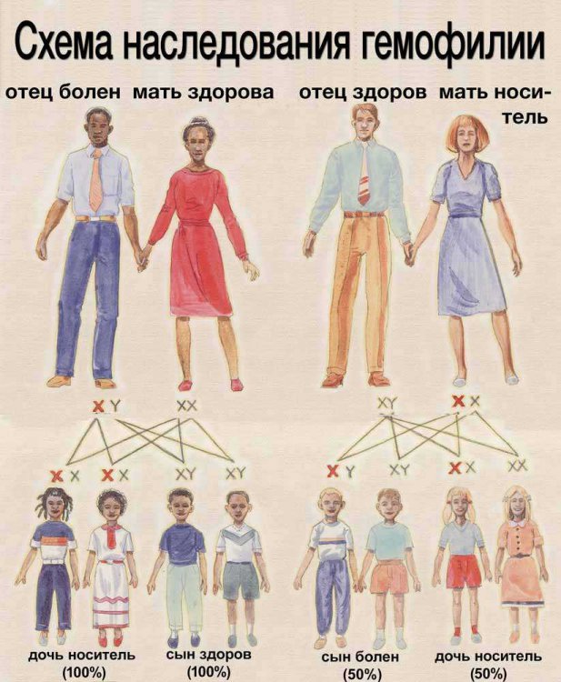 Hemophilia inheritance diagram