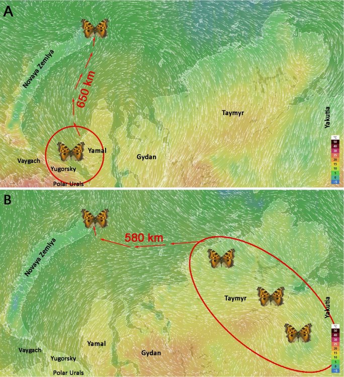 Fig. 4. A reconstruction of prevailing air flows and air temperatures in northern Siberia and surrounding the Arctic Ocean for dates corresponding to the migrations of the black-red large tortoiseshell to the Arctic in July (A) and August (B) 2020. White arrows show airmass transfer directions. Red circles show the most likely mainland origins of migratory species. Red arrows show likely migration paths of butterflies to the Arctic with flows of warm air. 