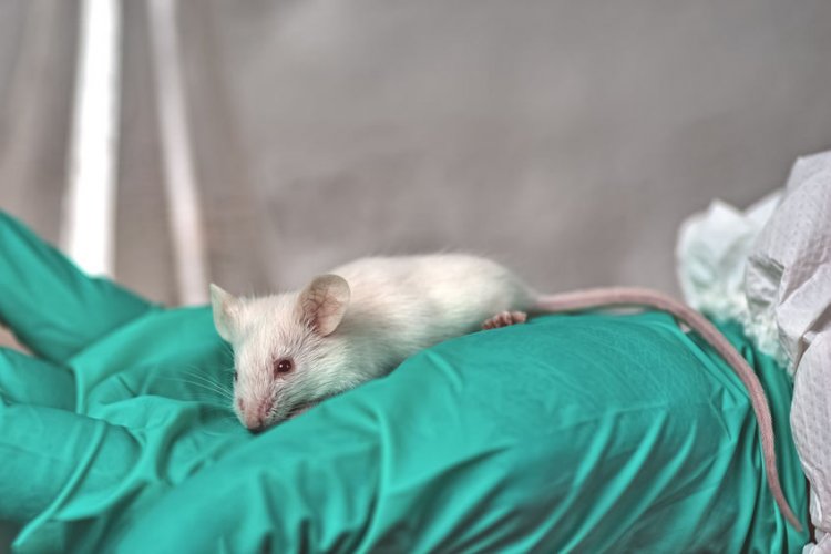 Безропотные опыты: 24 апреля – день защиты лабораторных животных
