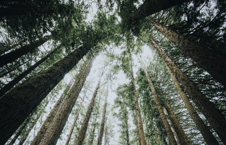 A forest. Photo: rawpixel / 123RF