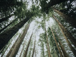 A forest. Photo: rawpixel / 123RF