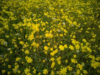 Meadow. Photo: enginakyurt / 123RF