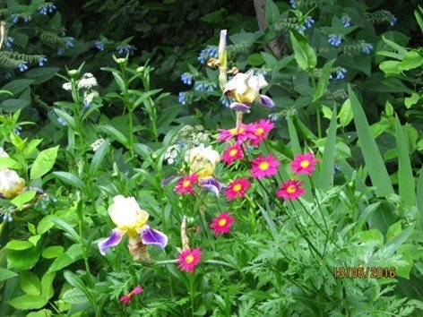 Summer bloom of perennial plants.