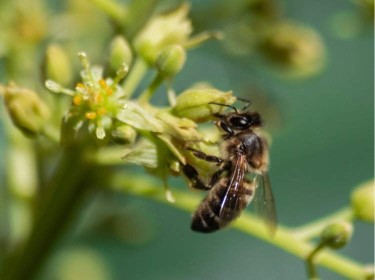 Honeybee. Source: martinleber / 123RF photobank