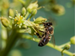 Honeybee. Source: martinleber / 123RF photobank