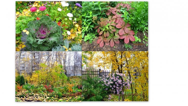 Fall bloom of ornamental herbaceous plants in the “Continuously blooming garden”