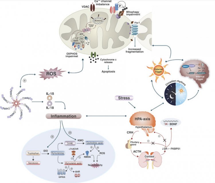 Fig. 4.A clear reflection of the set of recent studies on the neurobiological mechanisms of BAD. Biochemical pathways that cause cellular damage.