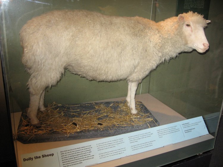 В 1997 году журнал «Nature» сообщил рождении овечки Долли